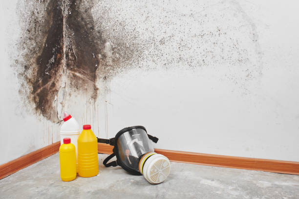 Best Fast Mold Removal  in Vivian, LA