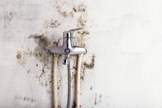 Best Mold Testing  in Vivian, LA