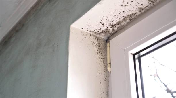 Best Residential Mold Removal  in Vivian, LA