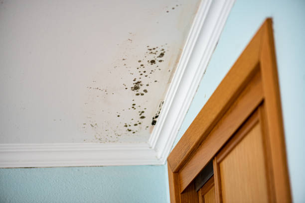 Certified Mold Removal in Vivian, LA
