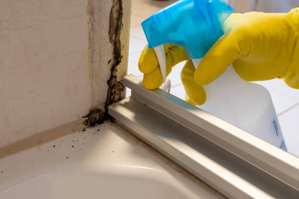 Best Commercial Mold Removal  in Vivian, LA