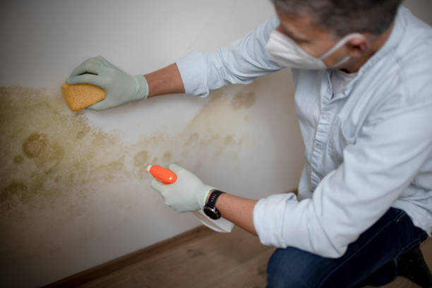 Best Black Mold Removal  in Vivian, LA