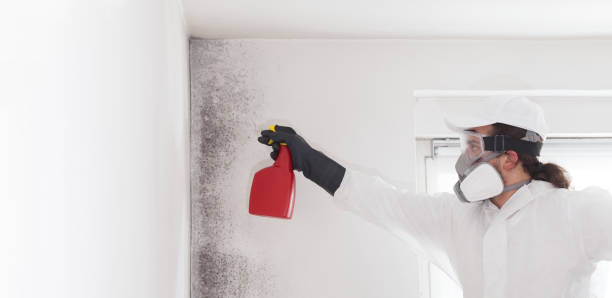 Best Home Mold Removal  in Vivian, LA