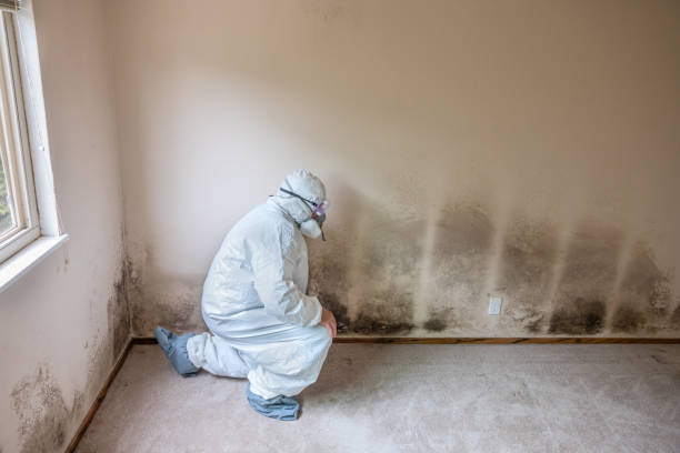 Best Residential Mold Removal  in Vivian, LA