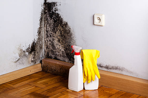 Best Commercial Mold Removal  in Vivian, LA