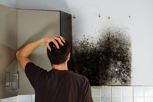 Best Local Mold Removal Service  in Vivian, LA