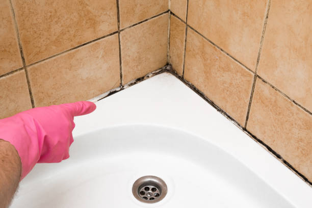 Professional Mold Removal in Vivian, LA