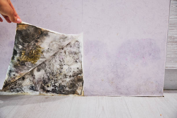 Best Local Mold Removal Service  in Vivian, LA